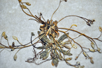 Detalle 2